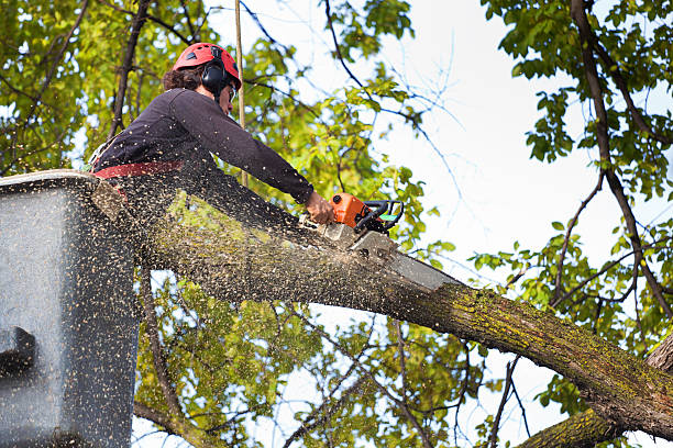 Professional Tree Services in Apalachin, NY